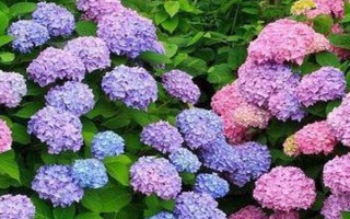 绣球花如何养护，适宜的生长温度是18-28℃