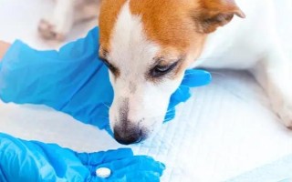 犬猫食物中毒有什么症状，具有精神沉郁、食欲降低、呕吐腹泻等表现