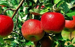 苹果树产生大小年的原因，营养竞争是产生的根本原因