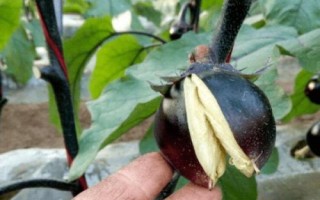 茄子顶部开裂的原因，浇水不均匀可能会导致