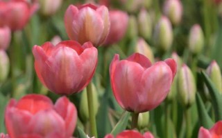 郁金香有什么花语，代表爱的宣言、高贵的爱、珍贵友谊