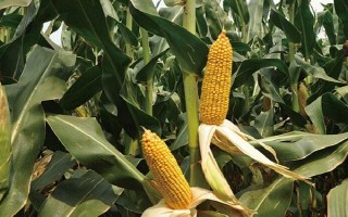 DH919玉米种子特征特性，选择中等肥力以上地块种植