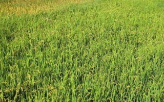 辽粳1402水稻种子特点，每亩有效穗数27.7万穗