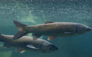 5号千又钩可以钓多重的鱼，适合垂钓重量为10-12斤的鱼种