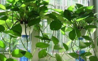 种植绿萝的好处,可美化环境、净化空气等