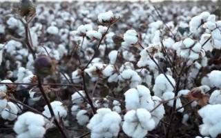 新陆早57号棉花品种的特性,其余在棉花生育期随水滴施