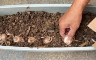 盆栽藏红花的存活时间，一般只有3-5年