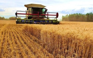 小麦收割的方式，可人工收割或使用联合收割机