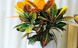 变色木有没有毒，毒性会挥发在空气中