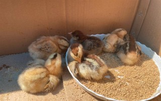 小鸡的饲养要点，根据当前日龄调整温度