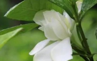 栀子花叶子上有很多白点的原因,可能是蚜虫或者蚧壳虫导致等