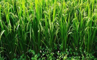 甬优1520水稻种子特点,该品种株高适中