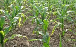 鑫鑫1号玉米品种简介，4月中下旬播种