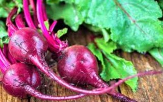 甜菜是什么，是一种草本植物