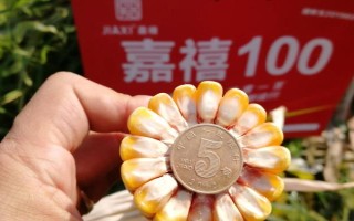 西南地区适合种植的玉米品种，常见的有鄂玉10号、强硕168等