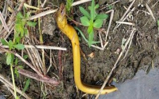 钓黄鳝的实用技巧，作钓钩子可以自己制造