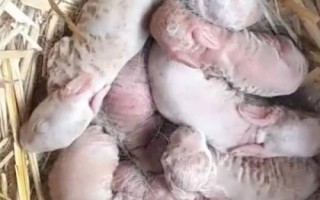 兔子区分公母的方法，不同年龄阶段的分辨方式不同