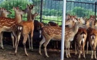 养鹿成本和利润，小型鹿场需投入49000元左右