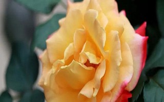 香水月季和月季有什么区别，枝叶、花朵和香味均不同