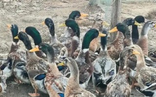 鸭子在夏季容易死亡的原因,一般是高温、养殖密度大、感染病害等因素所致