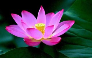 荷花是什么季节花卉，在6-9月份开放