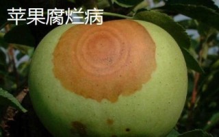 苹果树的常见病害及特征,主要病因包括干旱和冻害