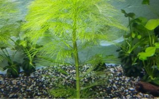 什么水草好养，常见的有绿菊、大宝塔、水兰等