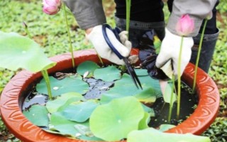 莲花的开放季节，大多为6-9月份