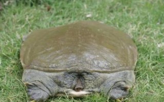 水鱼的简介，别称甲鱼