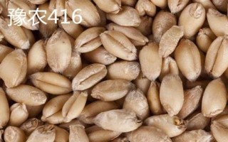 优质小麦种子介绍，要选择适合当地栽种的品种