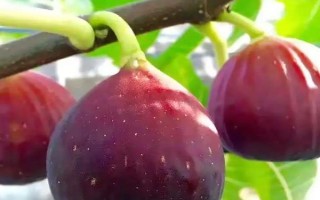 无花果有没有花，无花果有花