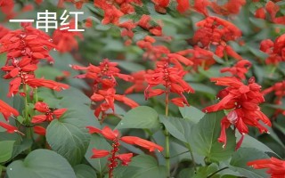 秋季有什么花卉开放，天人菊、蓝雪花等品种会在此时开花