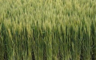 华齐麦5号小麦种子介绍，适播期亩基本苗15-20万