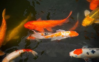 挑选锦鲤精品的方法,从颜色、体态、品种等方面下手