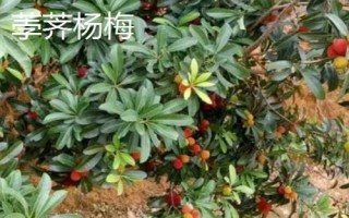 杨梅苗几年可以挂果，通常4-5年之内就能挂果