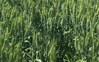 神舟麦228小麦品种简介，半冬性品种