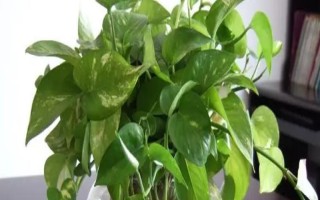 种植绿萝的好处,可美化环境、净化空气等