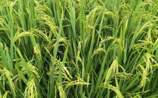 深优9775水稻种子简介，每亩有效穗16.3万
