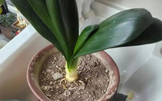 君子兰剪头后何时长新叶，通常需一年左右