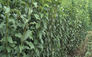 李子苗的价格，通常在1-3元左右一棵