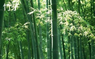 什么花是花中君子，非兰花莫属