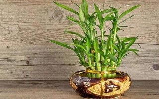 盆栽富贵竹有哪些注意事项，冬季要减少或停止浇水