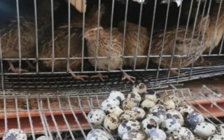 鹌鹑为什么会乱啄，大多都是因为养殖过密，鹑舍不干净而造成的