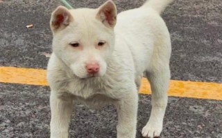下司犬怎么养,每天只需要喂狗一次食物