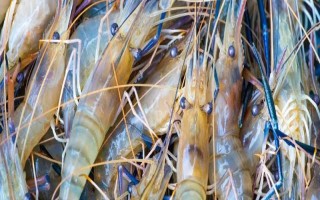 罗氏沼虾的养殖条件，土壤以壤土、黏土为佳