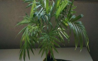家庭大型盆栽常绿植物推荐,常见的有千年木、心叶藤和鸭脚木等