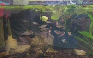 鱼缸无法见光有没有影响，不利于观赏鱼发色和发育