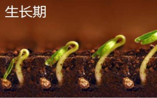 生长期和生长周期有什么区别，定义不同