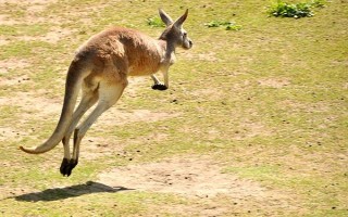 动物尾巴有什么作用，可以支撑身体还能控制方向等