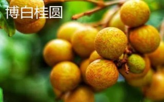 哪里产出的桂圆又甜又好吃，楼坝桂圆清甜可口深受消费者欢迎
